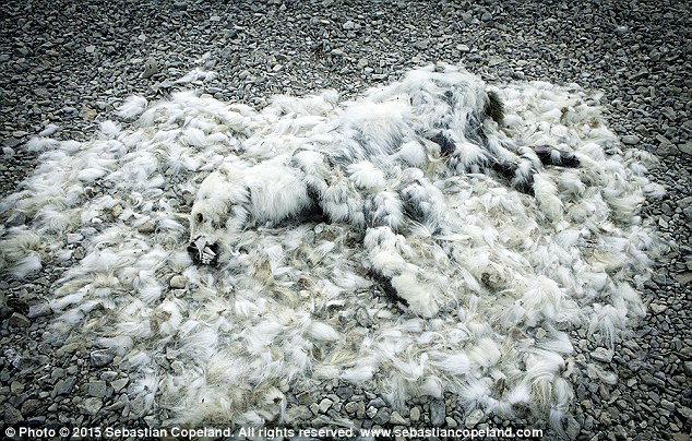 Polar Bear Starves Due to Global Warming