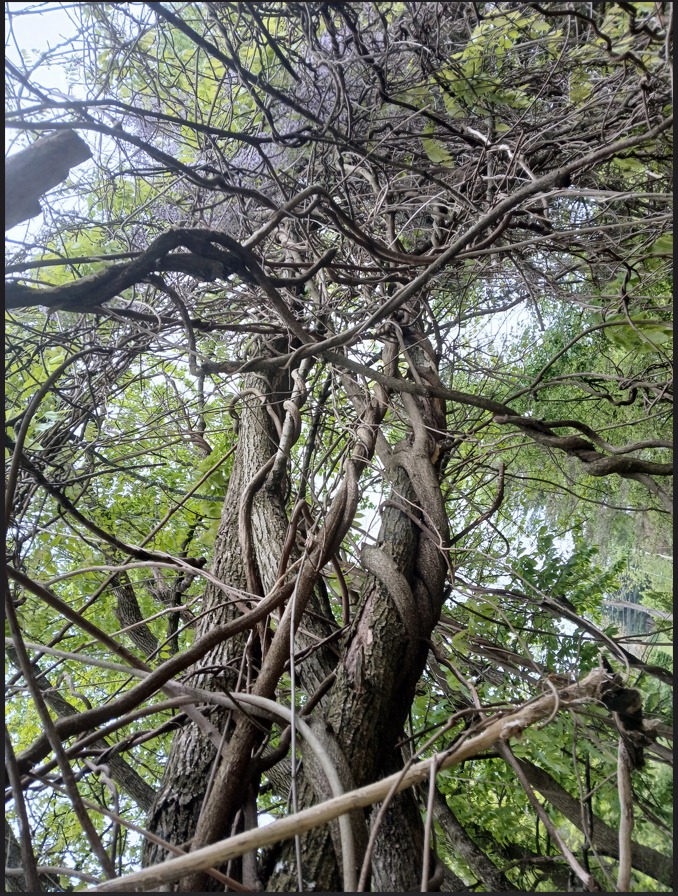 Vines choke native trees