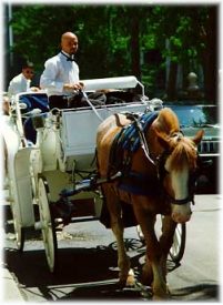 Horse Drawn Carriage Rides and Tours